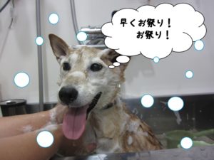 シャンプー中柴犬