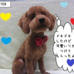 おすましトイプードル