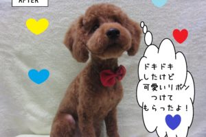 おすましトイプードル