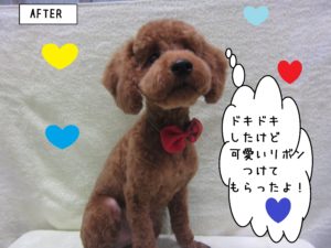 おすましトイプードル