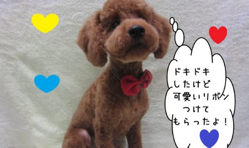 おすましトイプードル