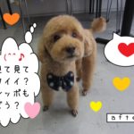 見て見ておすましトイプードル