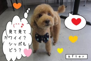 見て見ておすましトイプードル