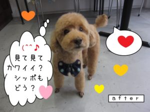 見て見ておすましトイプードル