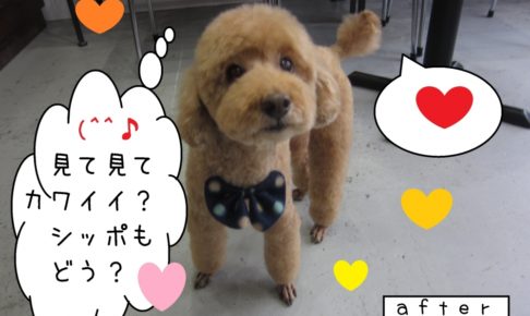 見て見ておすましトイプードル