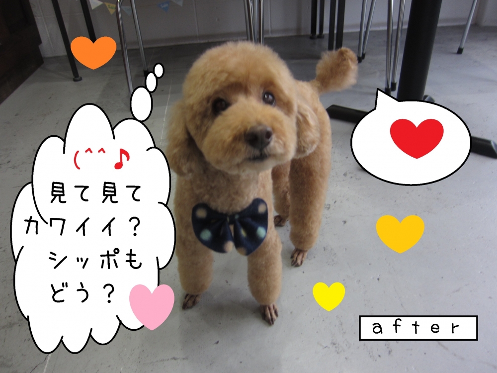 見て見ておすましトイプードル