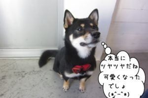 おすわり柴犬