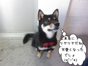 おすわり柴犬
