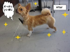 カット後チワワ