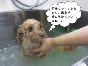 スパ中トイプードル
