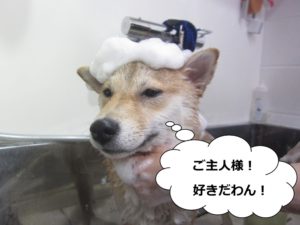 シャンプー中柴犬