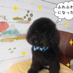 ふわふわ黒トイプードル