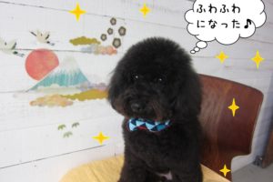 ふわふわ黒トイプードル