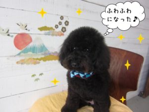 ふわふわ黒トイプードル