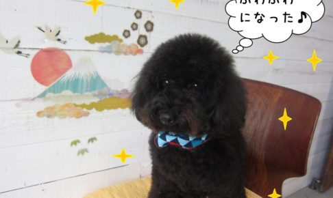 ふわふわ黒トイプードル