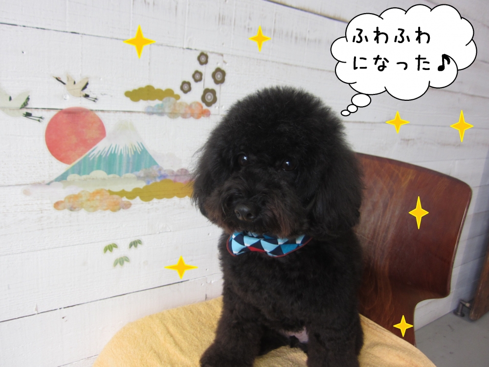 ふわふわ黒トイプードル