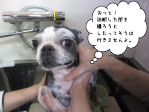 シャンプー中ボストンテリア
