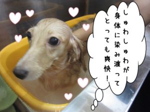 スパ中ミニチュアダックス