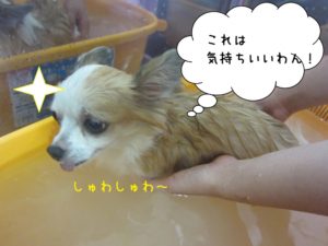 スパ中チワワ
