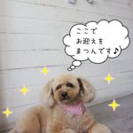 くつろぐトイプードル