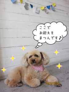 くつろぐトイプードル