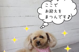 くつろぐトイプードル