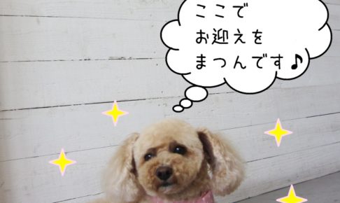 くつろぐトイプードル