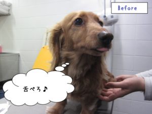 カット前ミニチュアダックス