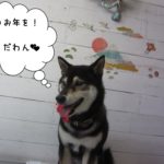 富士山にっこり黒柴犬