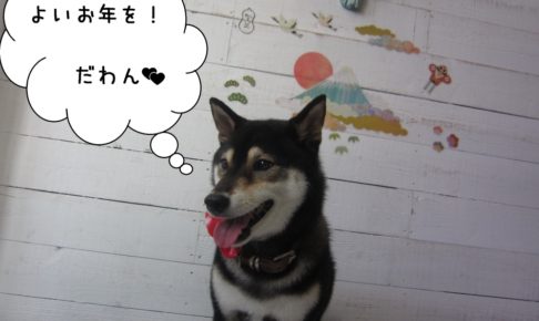 富士山にっこり黒柴犬