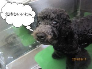 スパ中トイプードル