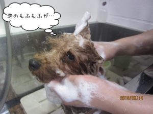 シャンプー中トイプードル
