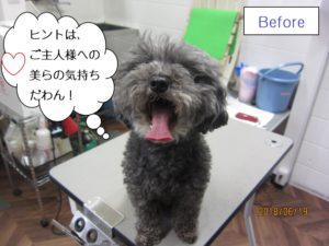 カット前トイプードル