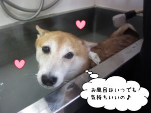 スパ中柴犬