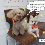 二人おすわりトイプードルポメラニアン