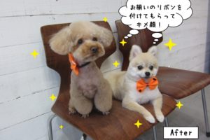 二人おすわりトイプードルポメラニアン