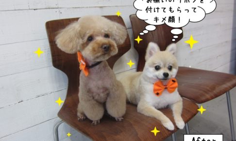 二人おすわりトイプードルポメラニアン