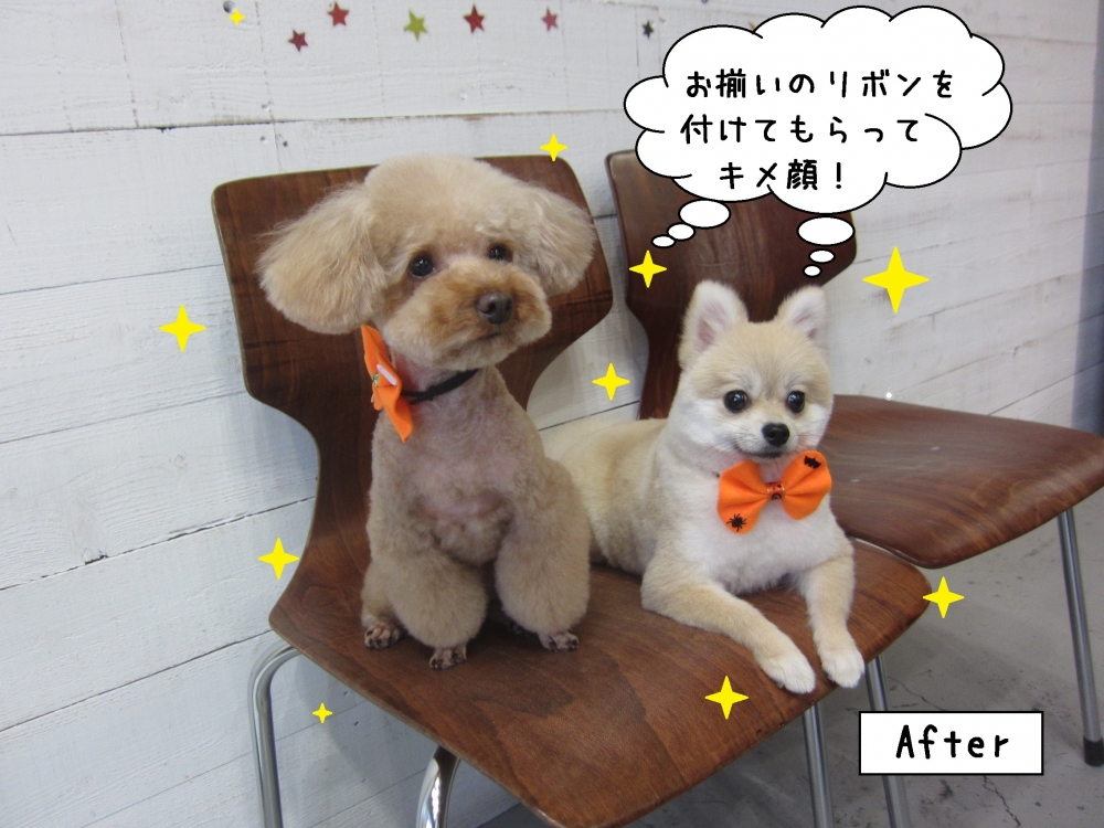 二人おすわりトイプードルポメラニアン