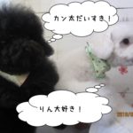 二人トイプードル相思相愛