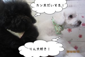 二人トイプードル相思相愛