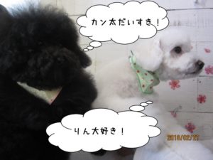 二人トイプードル相思相愛