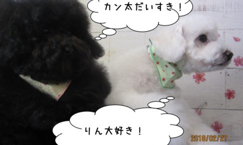 二人トイプードル相思相愛