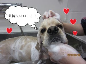 シャンプー中コッカー