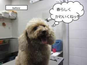 カット前トイプードル