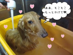 スパ中ミニチュアダックス