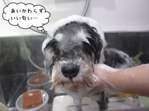 シャンプー中Mシュナ