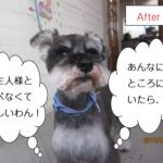 えっへんMシュナ