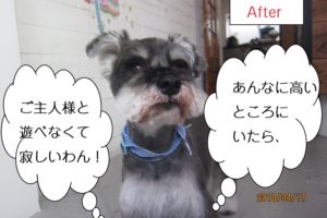 えっへんMシュナ