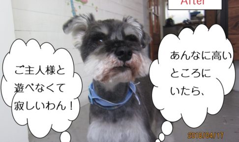 えっへんMシュナ