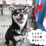 そわそわ柴犬